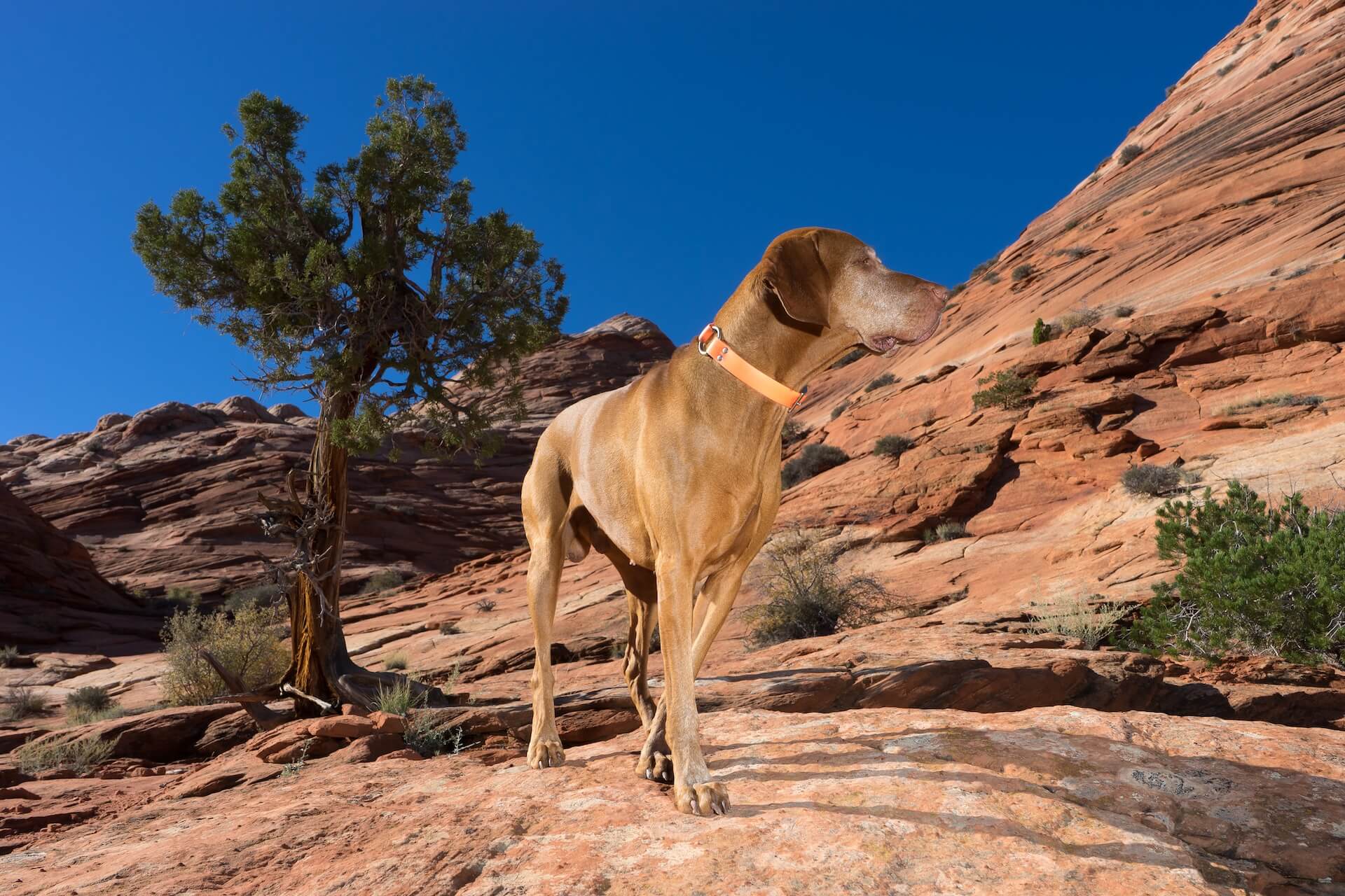 Animal Wellness in Page, AZ 