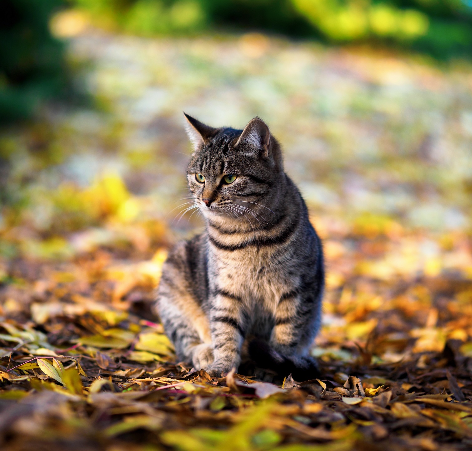 Cat Services Near Me In Page, AZ 