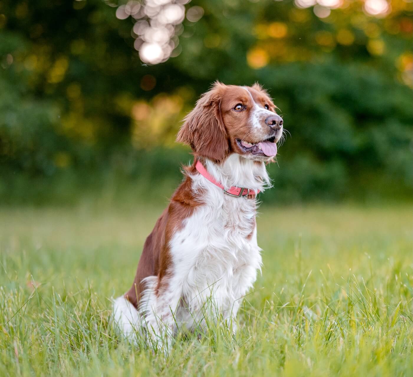 Dog Services Near Me in Page, AZ