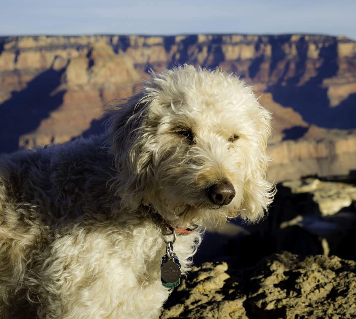Pet Diagnostics in Page, AZ 