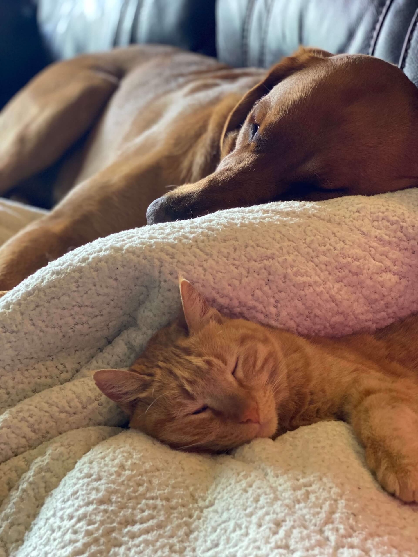 love your pet