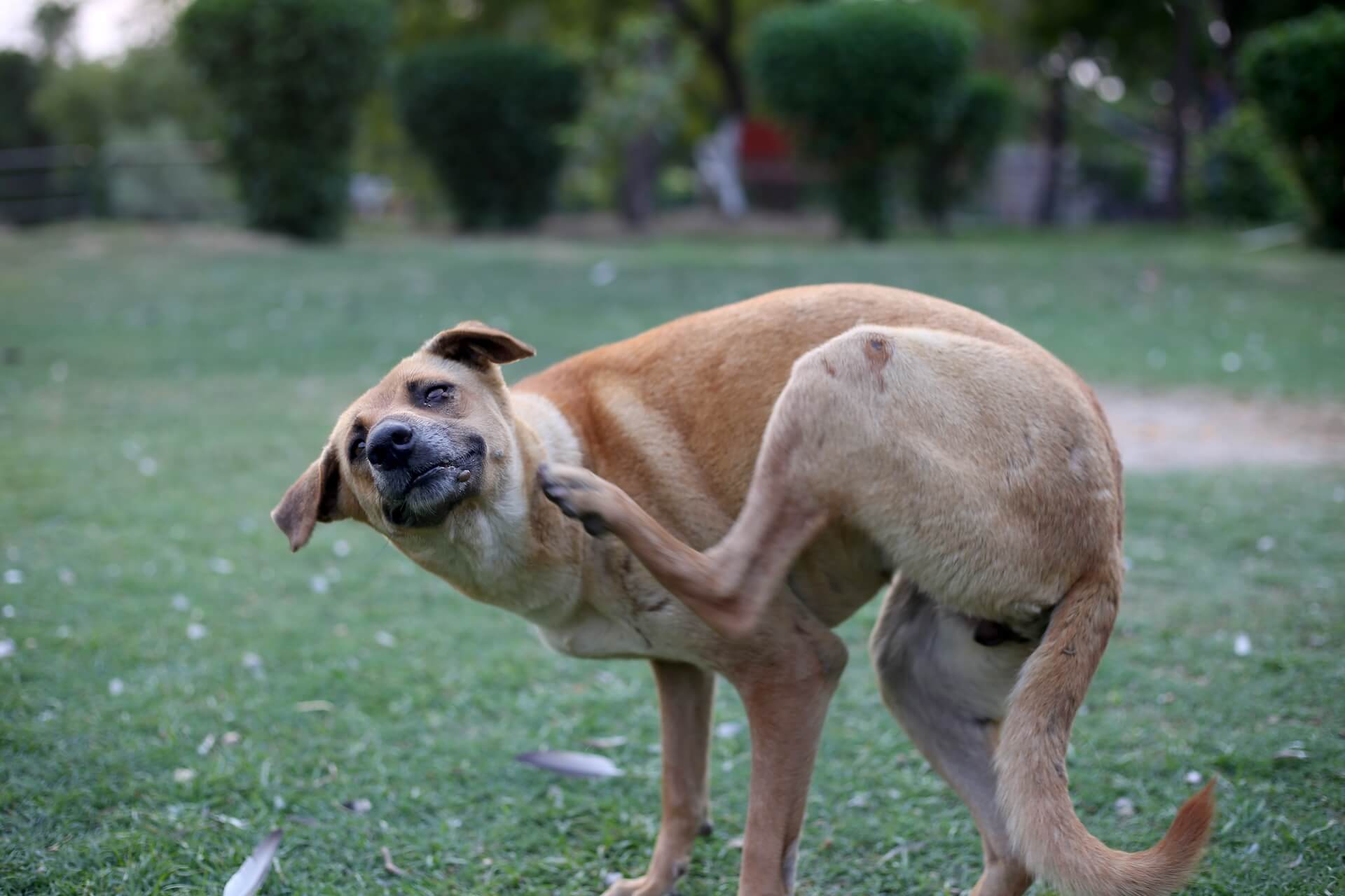 Dog Allergies In Page, AZ 