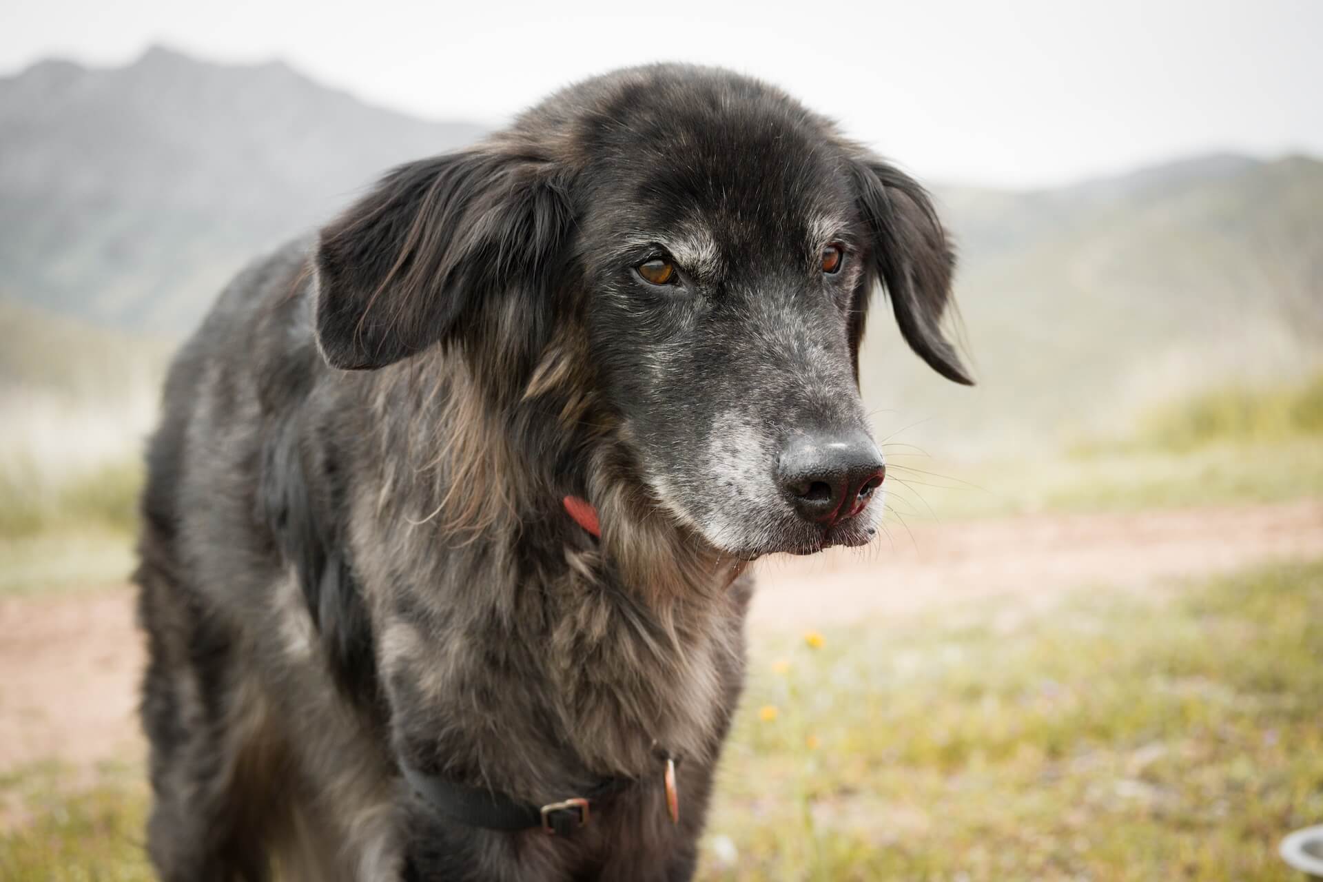 Dog Cancer In Page, AZ 