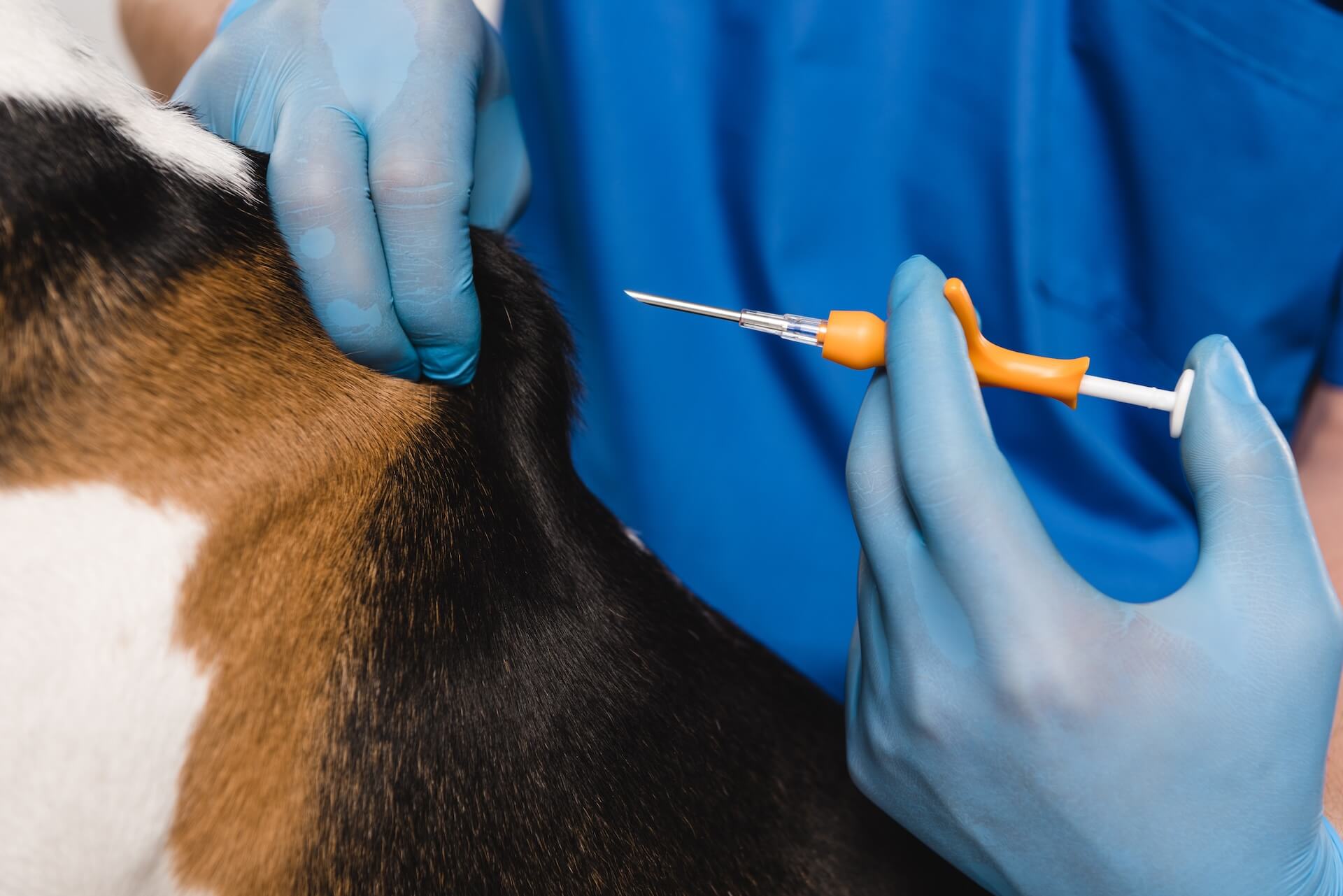 Dog Microchipping in Page, AZ 