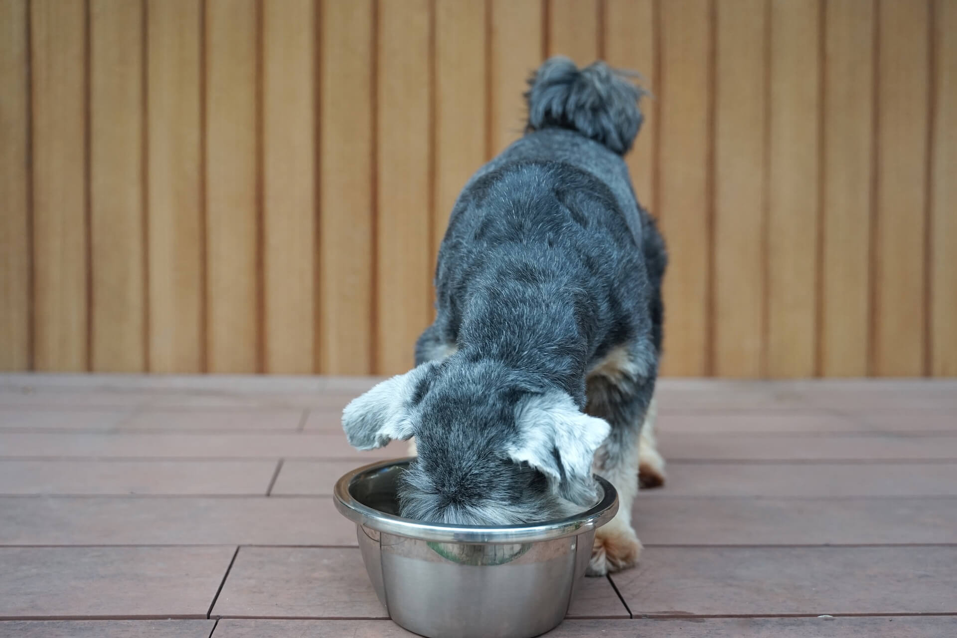 Dog Nutrition in Page, AZ 