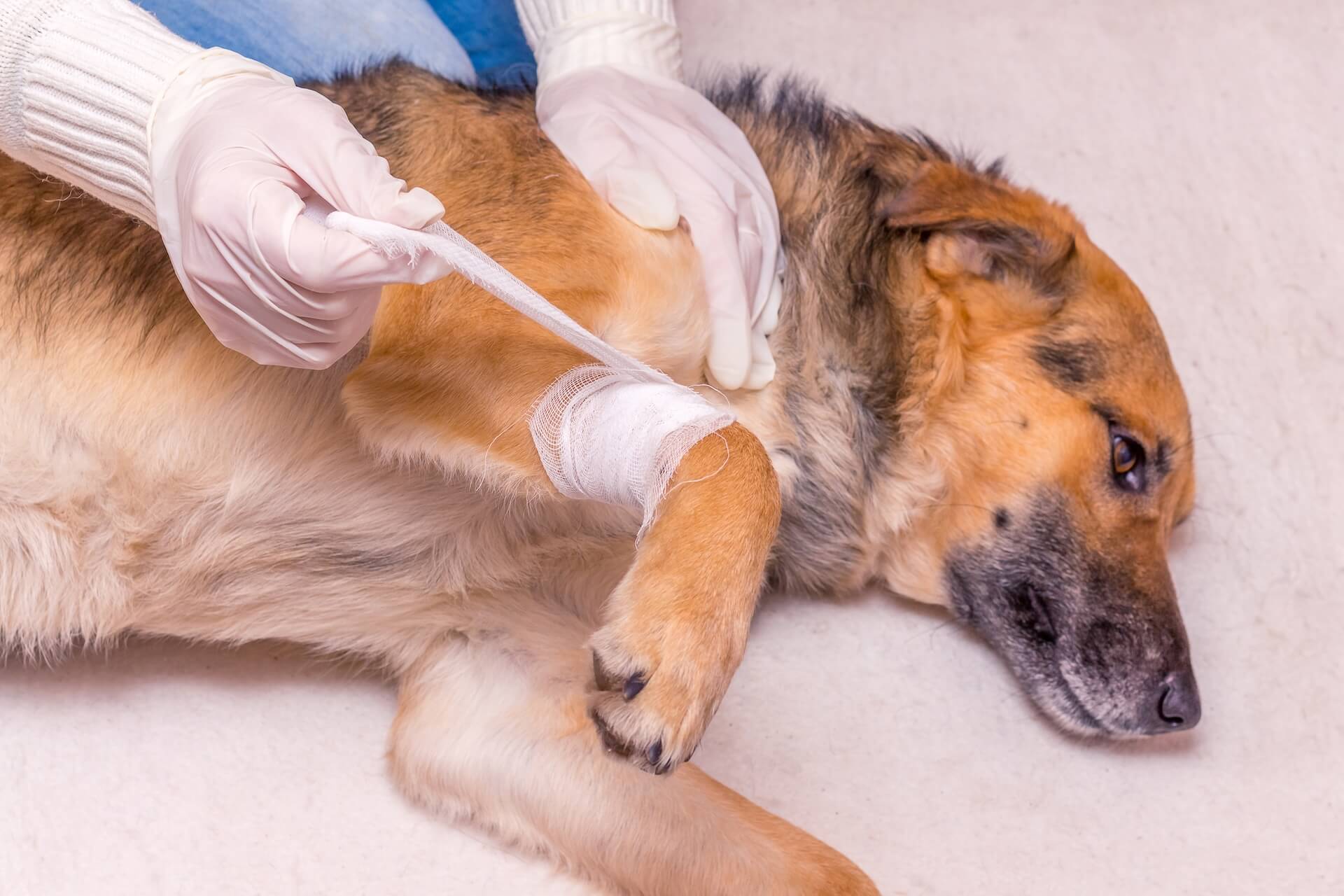 Dog Surgery in Page, AZ 