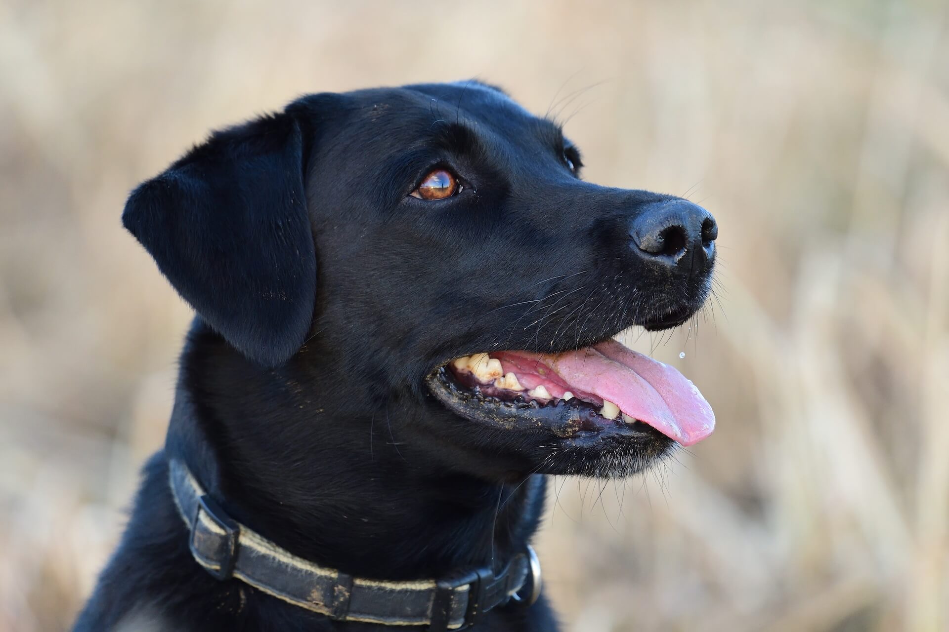 Dog Wellness Exam in Page, AZ 