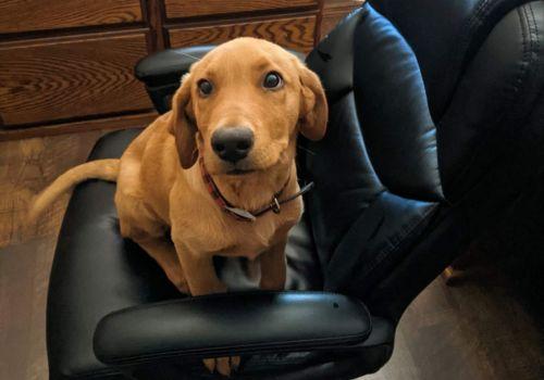 Dog Preventative Care in Page, AZ 