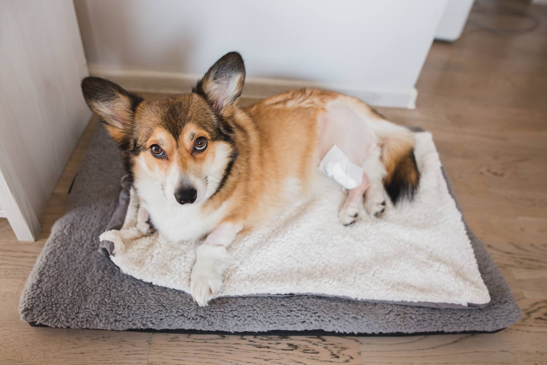 Pet Surgery in Page, AZ 