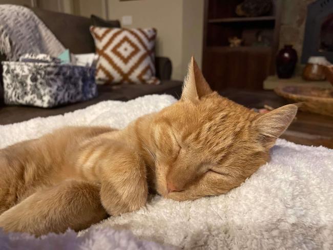 Veterinary Care in [practice:city], [practice:state] 